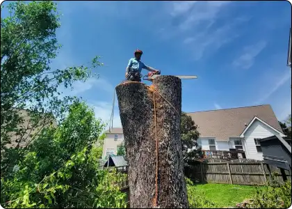 healthy vs damage tree